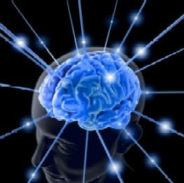 Brain