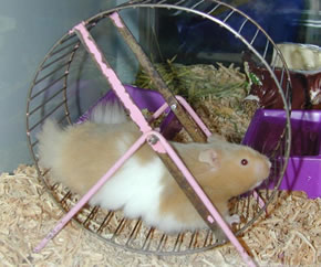 Hamster Wheel